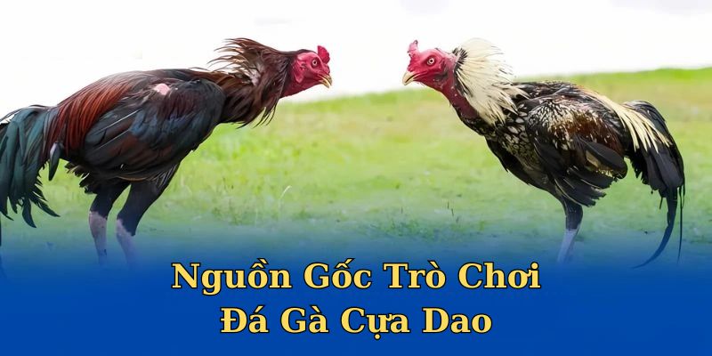 Tìm hiểu về nguồn gốc và sự phát triển của trò đá gà cựa dao 